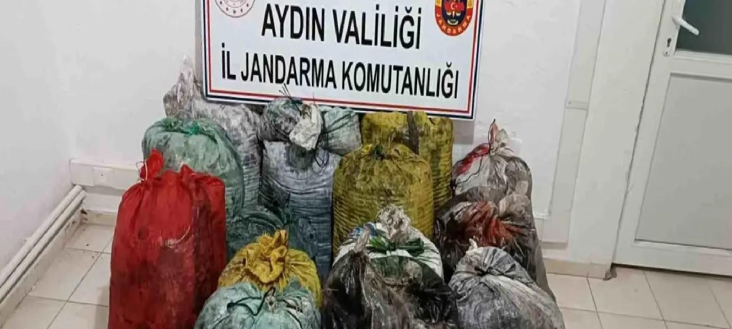 İzinsiz Zeytin Toplayan 11 Şüpheli Yakalandı