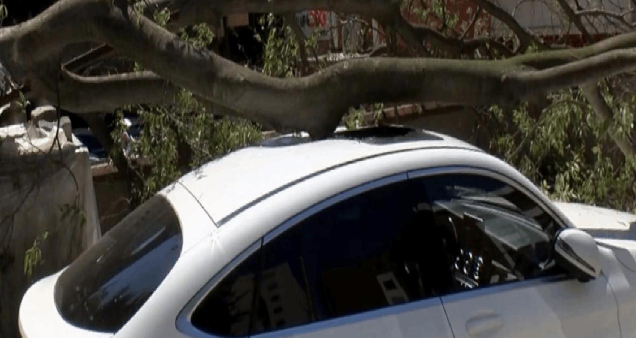 Kadıköy’de inşaat alanındaki ağaç otomobilin üstüne devrildi