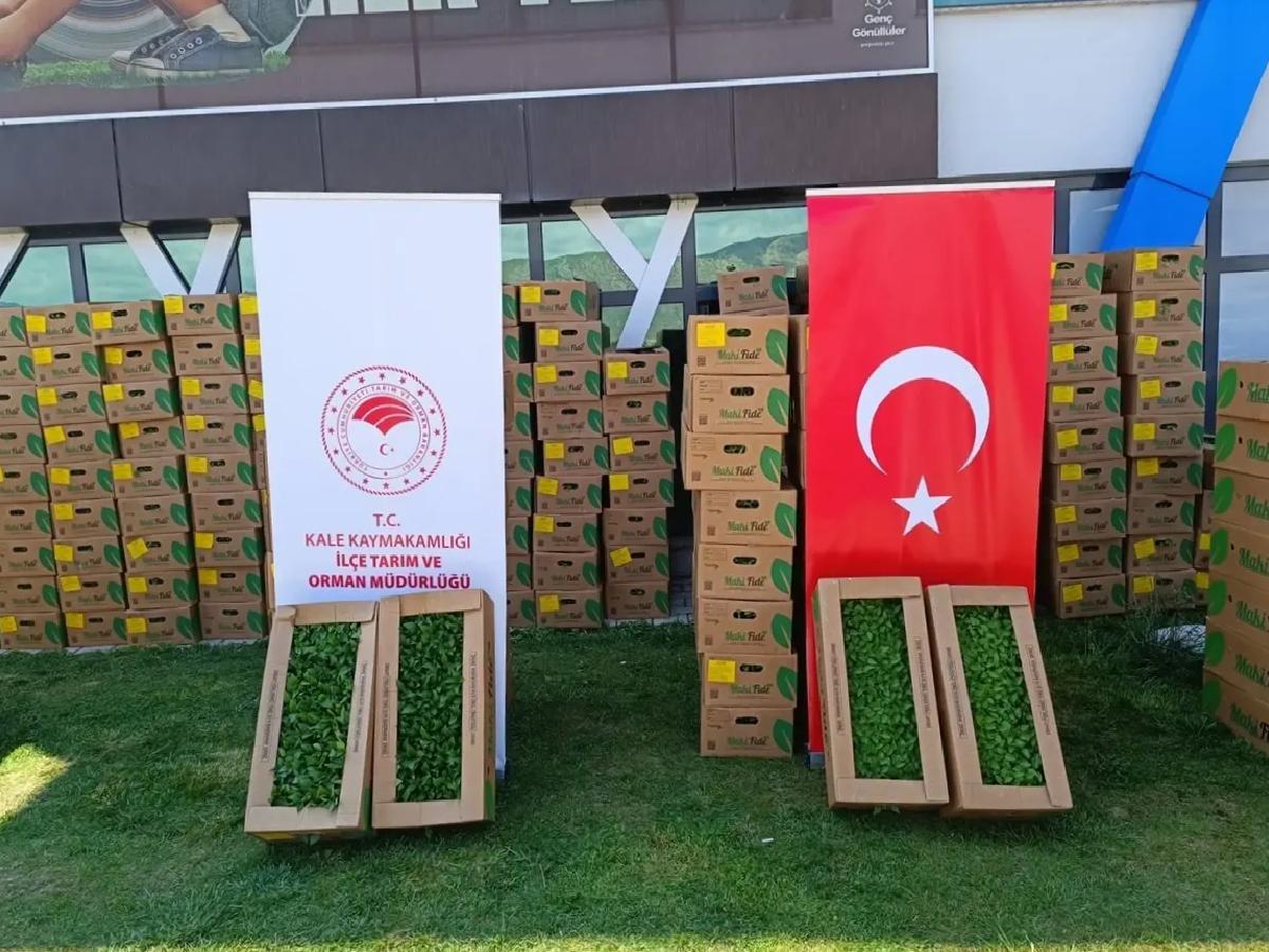 Kale’de 46 Çiftçiye 101 Bin Fide Dağıtıldı