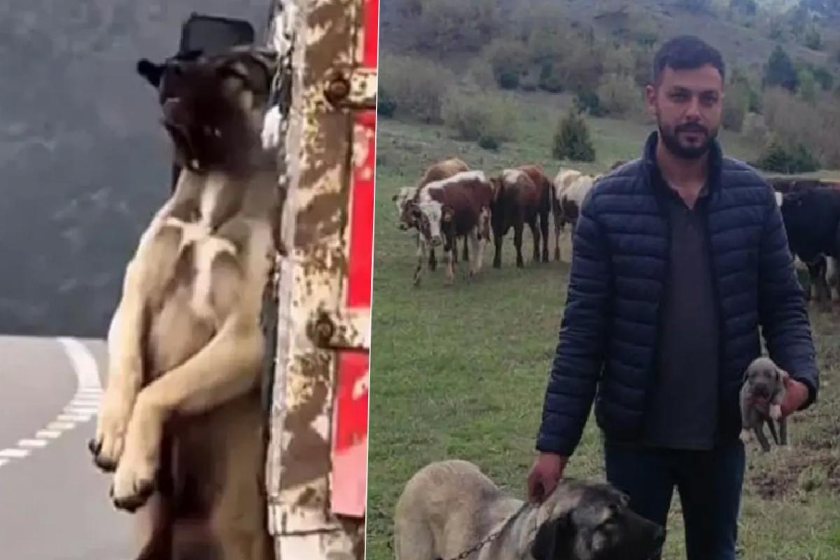 Kamyon kasasında sarkan köpeğin sahibi konuştu! İşte olayın iç yüzü
