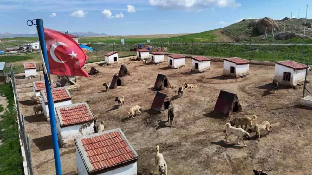 Kangal Köpeklerine Ortadoğu Talebi