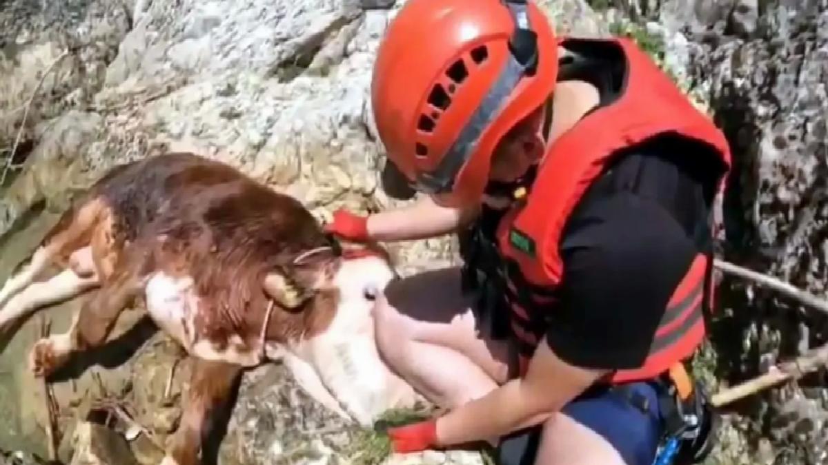 Kanyon’da Mahsur Kalan Tosun Kurtarıldı
