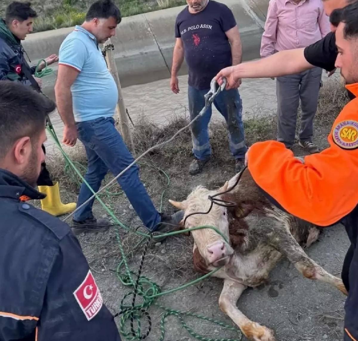 Kars’ta Baraj Kanalına Düşen Hayvanlar
