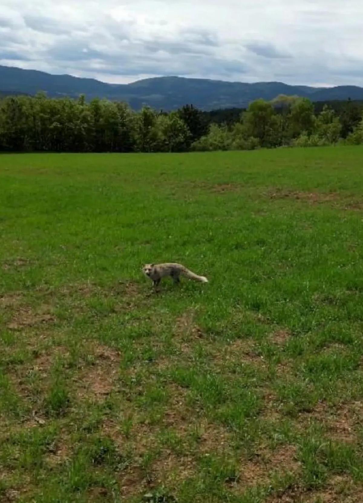 Kastamonu’da Tilki ve Dron Görüntüleri