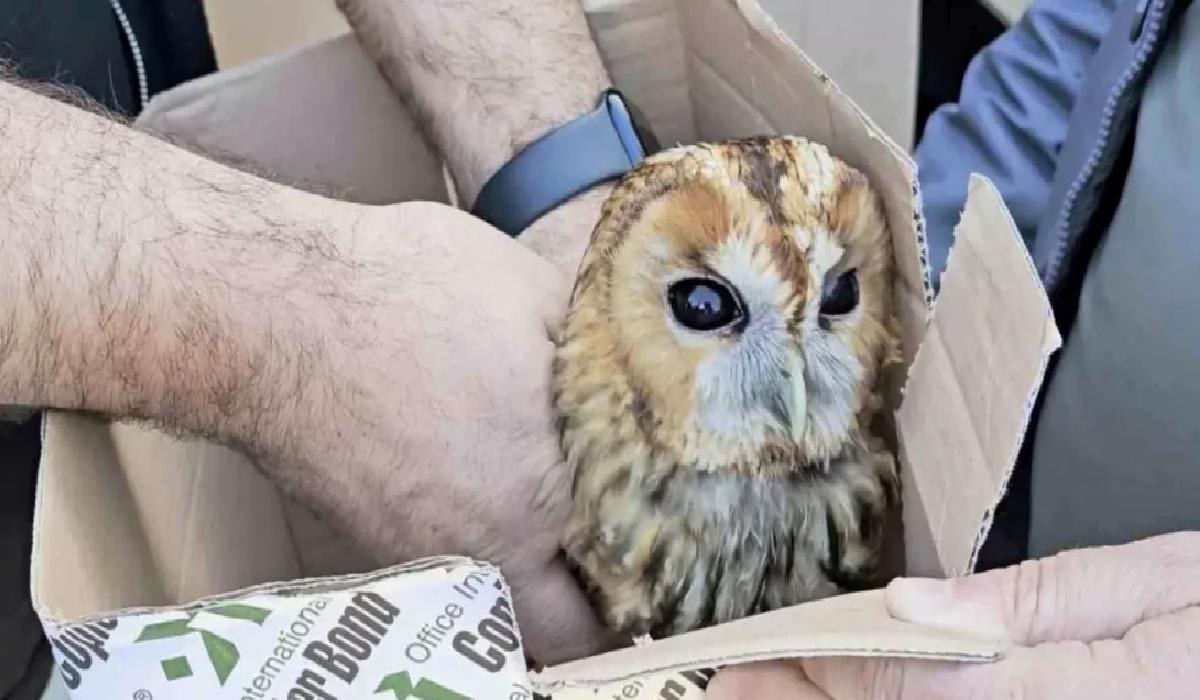 Kastamonu’da Yaralı Baykuşa Sahip Çıkan Vatandaş, Tedavi İçin Belediyeye Teslim Etti