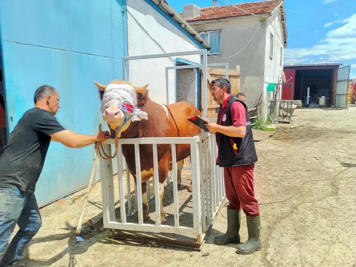 Kastamonu’dan Kurbanlık Hayvan Sevkiyatı Başladı