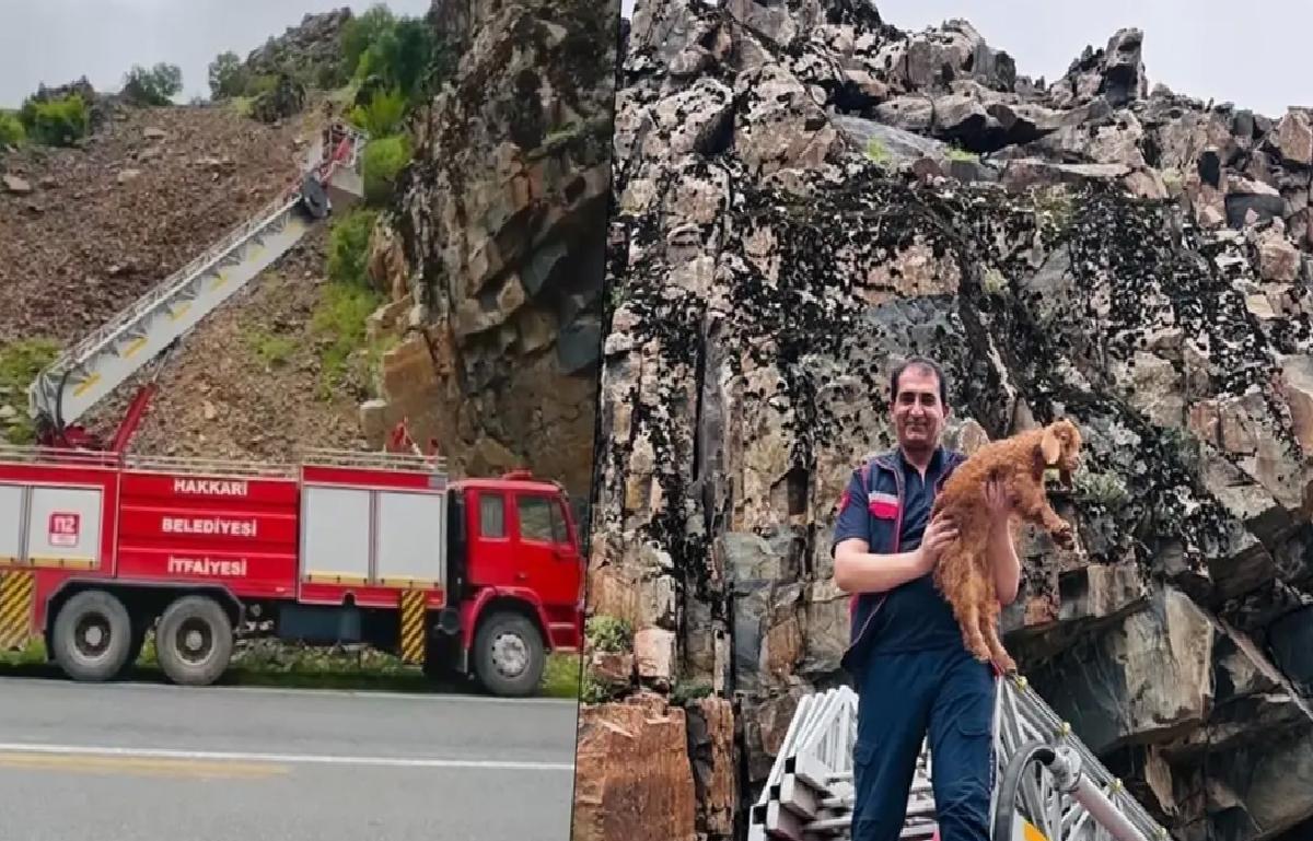 Kayalıklarda Mahsur Kalan Oğlak Kurtarıldı