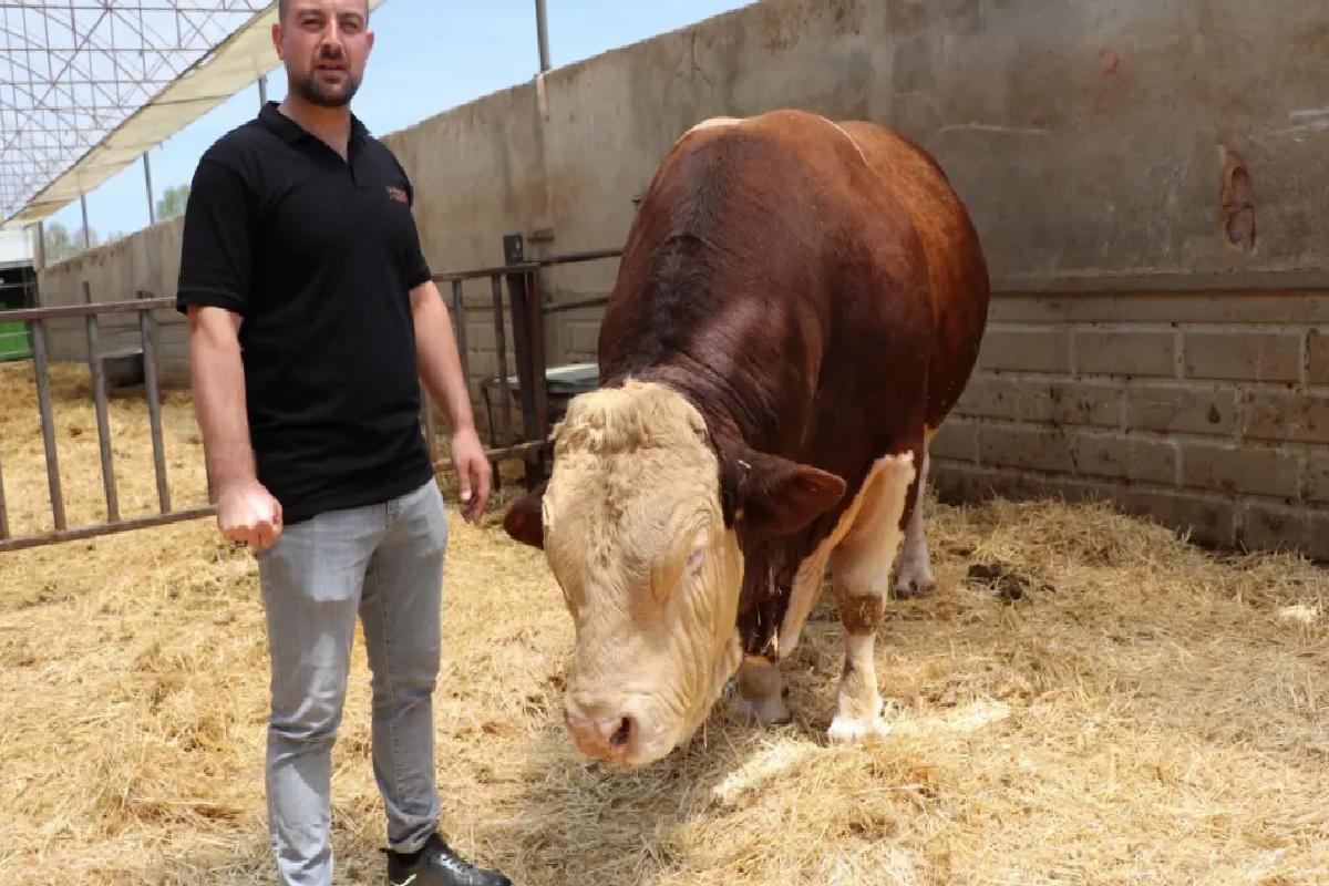 Kayseri’de 1,5 Tonluk Boğa Satışa Çıkarıldı