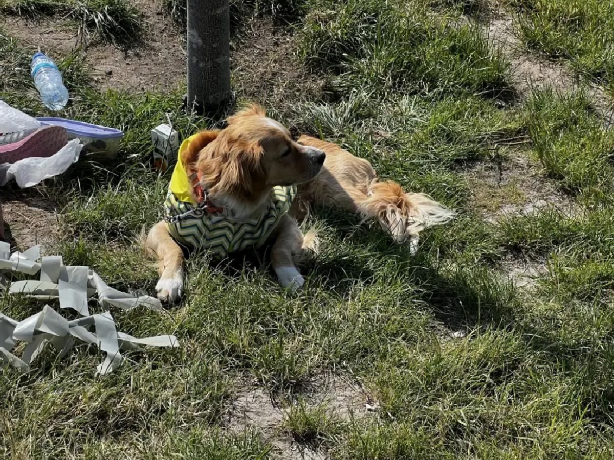 Kayseri’de Köpek Isırdı: 4 Yaşındaki Çocuk Hastaneye Kaldırıldı