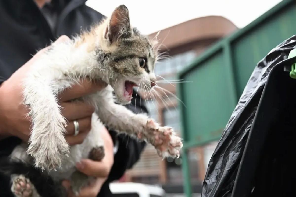 Kedi Yavrusuna Taksici Sahip Çıktı