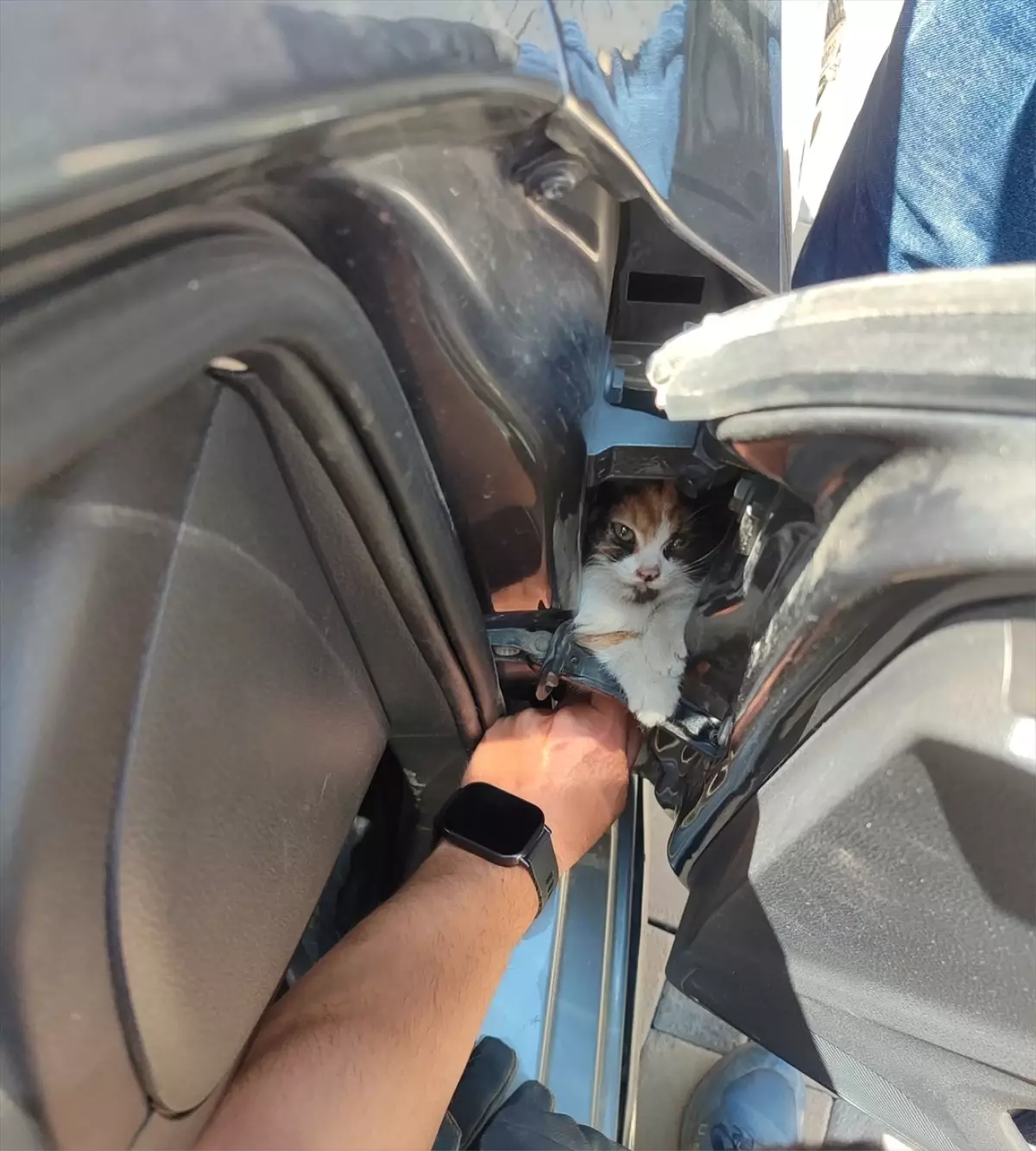 Kedi Yavrusunu İtfaiye Kurtardı
