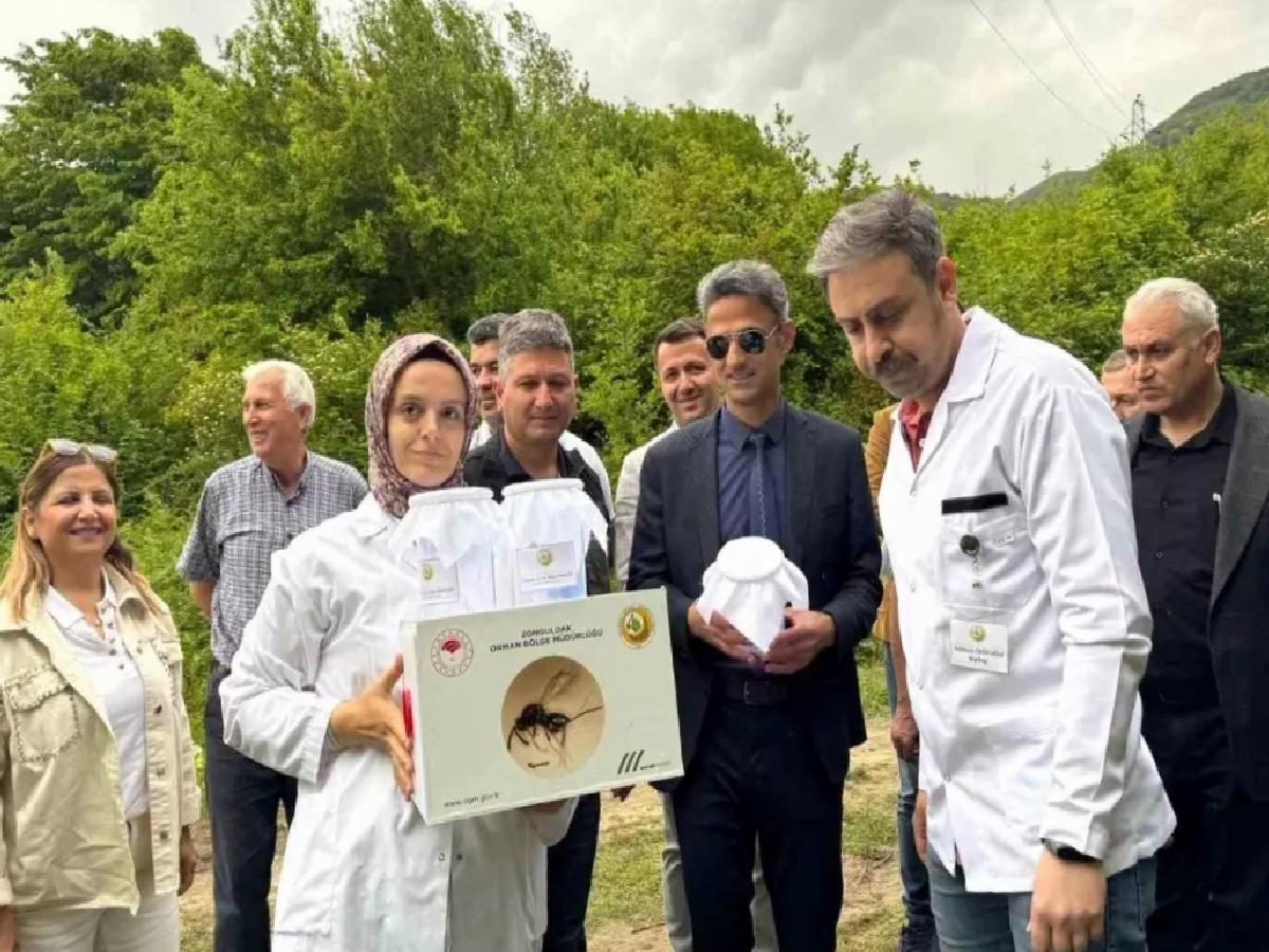 Kestane Gal Arısına Biyolojik Mücadele