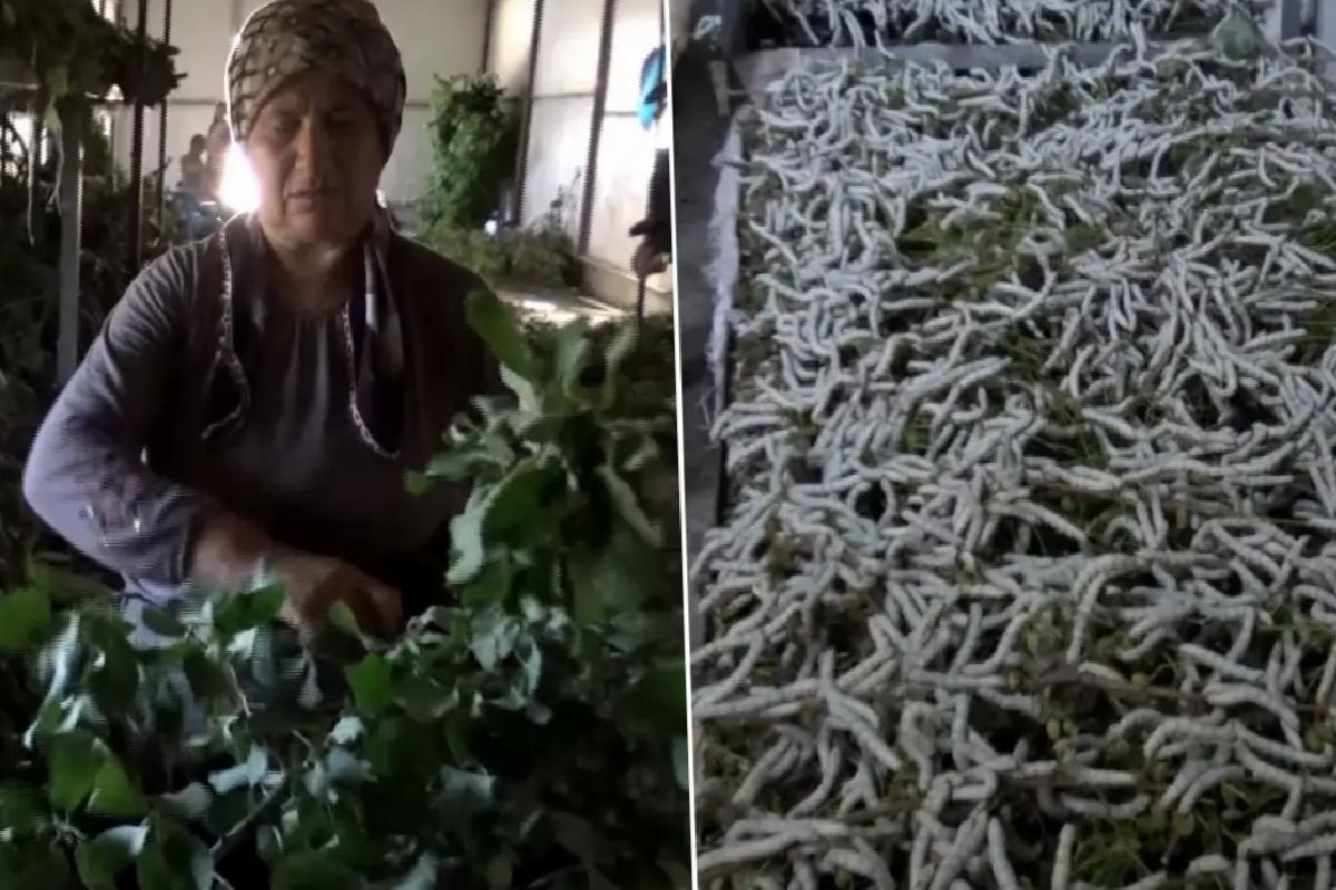 Kilosu 1000 liradan satılan ürün 150 ailenin en önemli geçim kaynağı