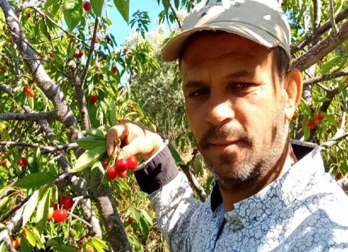 Kiraz Üreticileri Düşük Verime Rağmen Harga Sevindirdi
