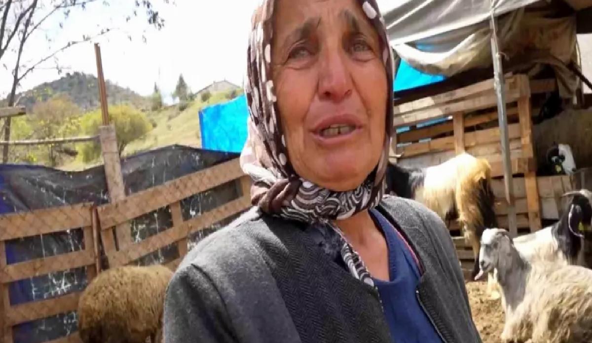 Kırıkkale’de Kurt Saldırısı: 24 Koyun Telef Oldu