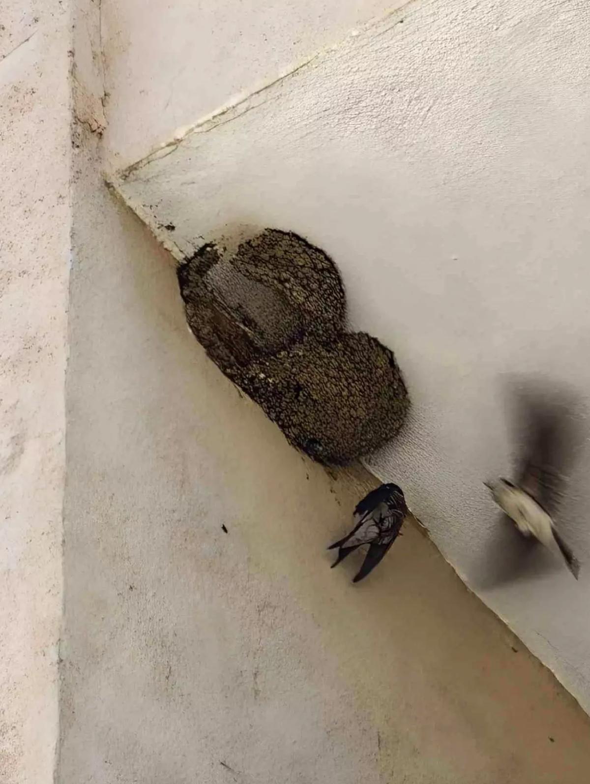 Kırlangıca itfaiye kurtardı