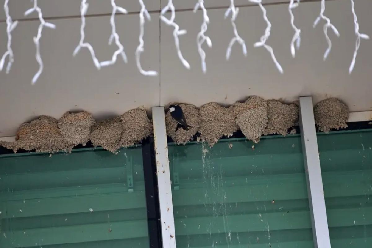 Kırlangıçlara Kadirli’de Güvenli Yuva