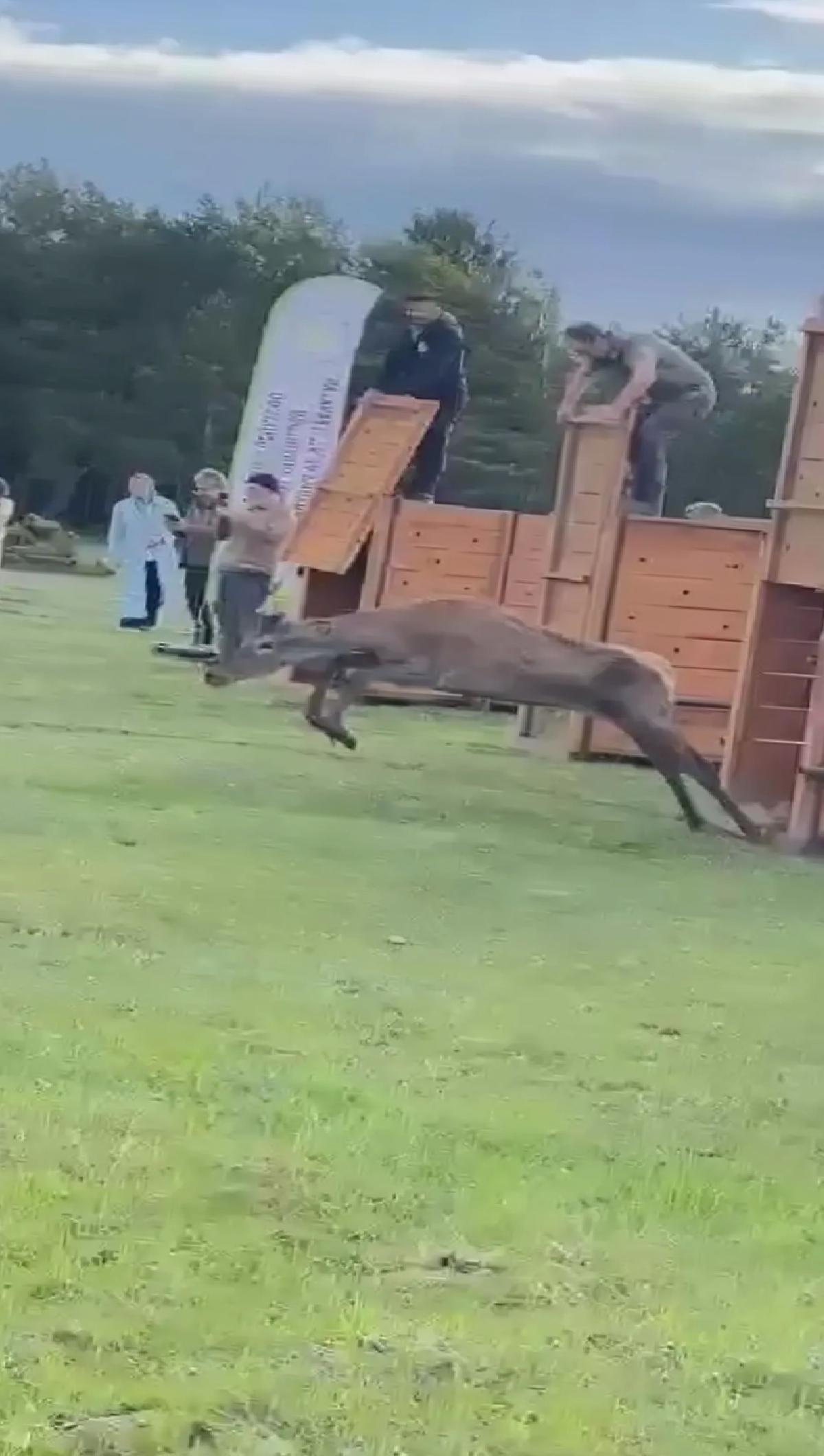 Kızılgeyikler Doğaya Salındı
