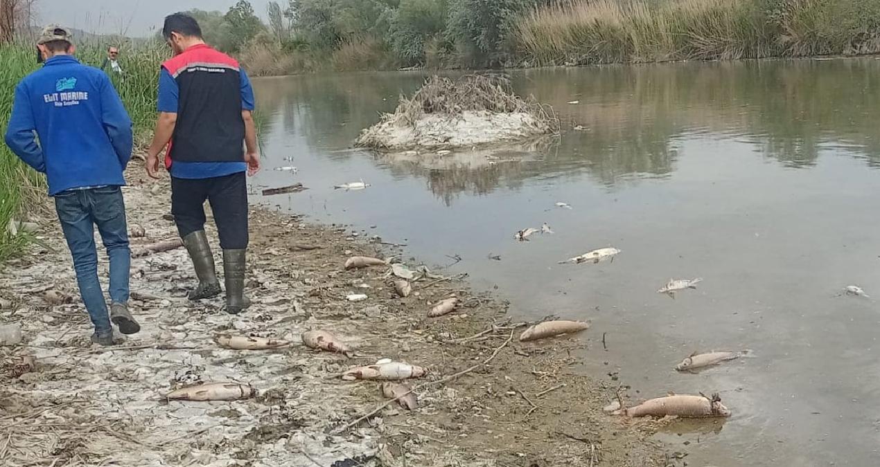 Kızılırmak Nehri’nde korkutan balık ölümleri