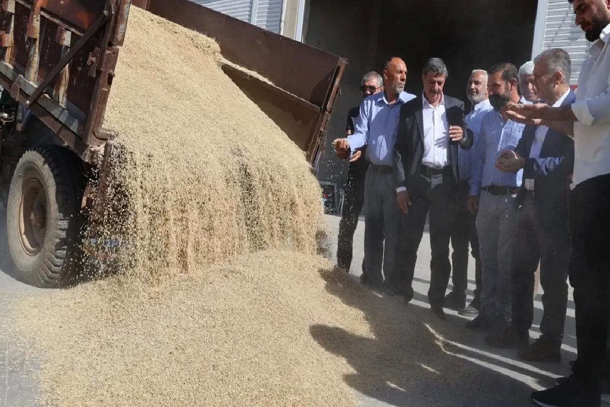 Kızıltepe’de Arpa Hasadı Başladı