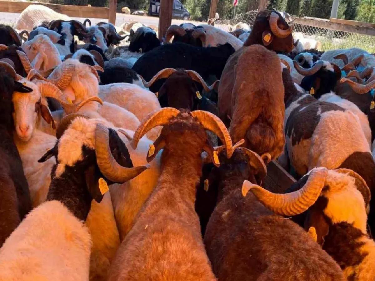 Kocaeli’de Kurbanlık Fiyatları Belli Oldu