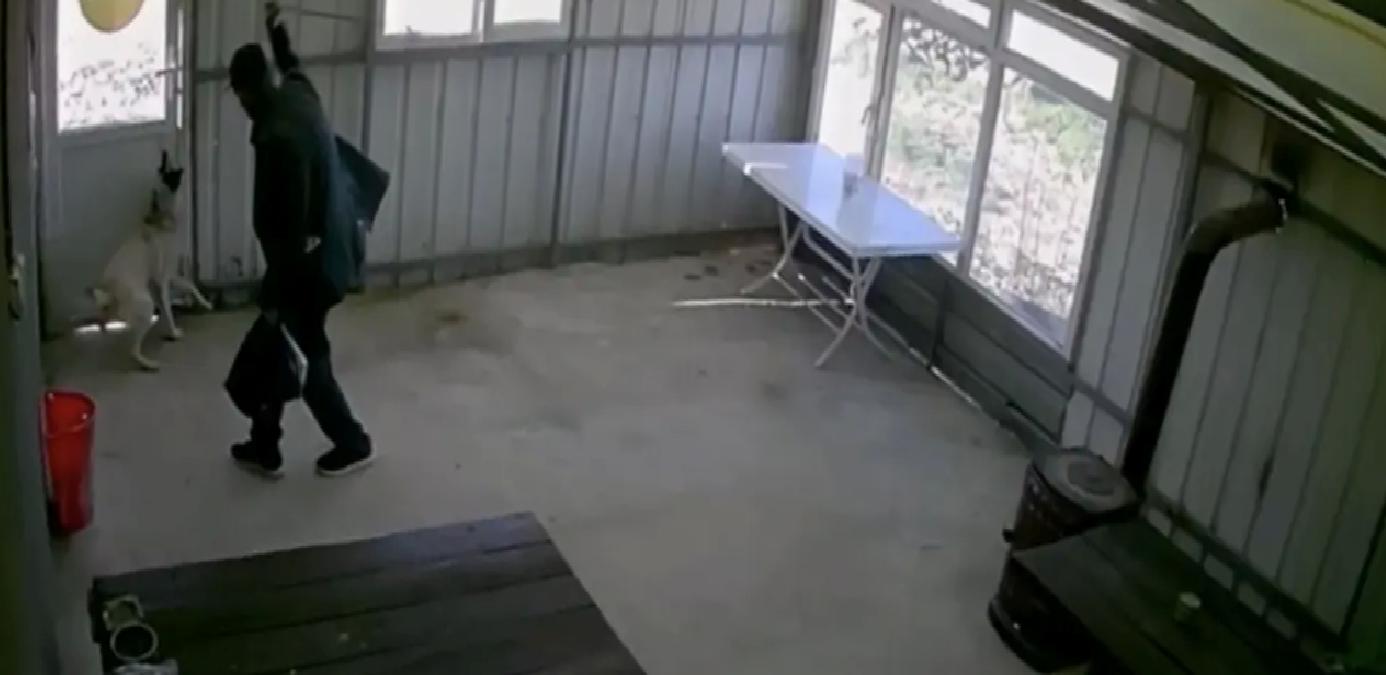 Köpeğe Bastonla İşkence