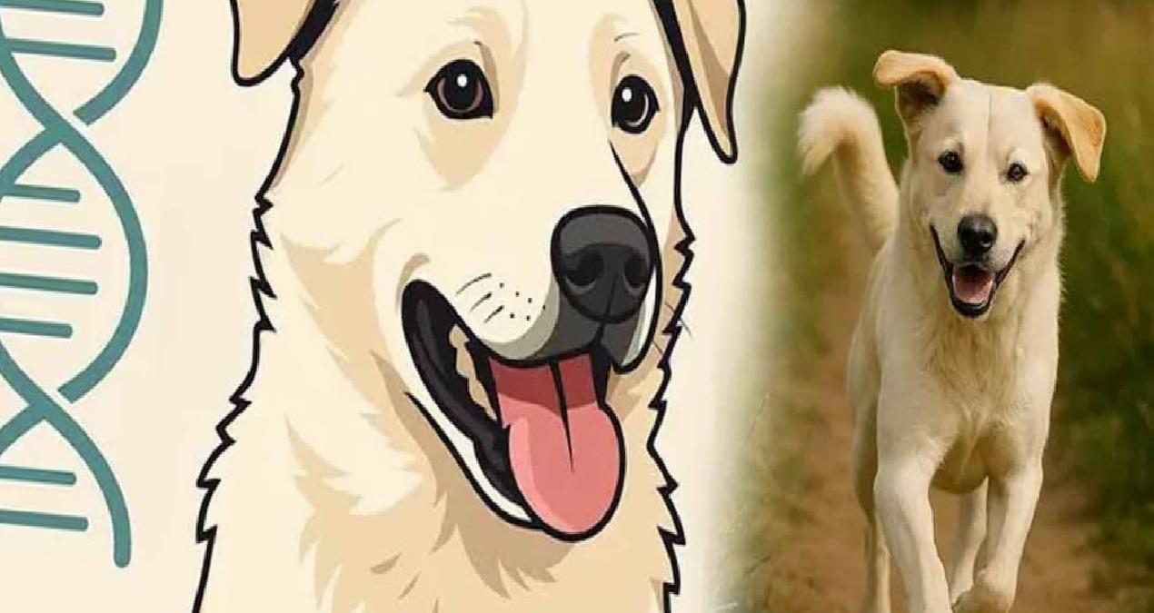 Köpeğinin DNA testini ChatGPT’ye gönderdi, çıkan sonuç akıl almazdı!