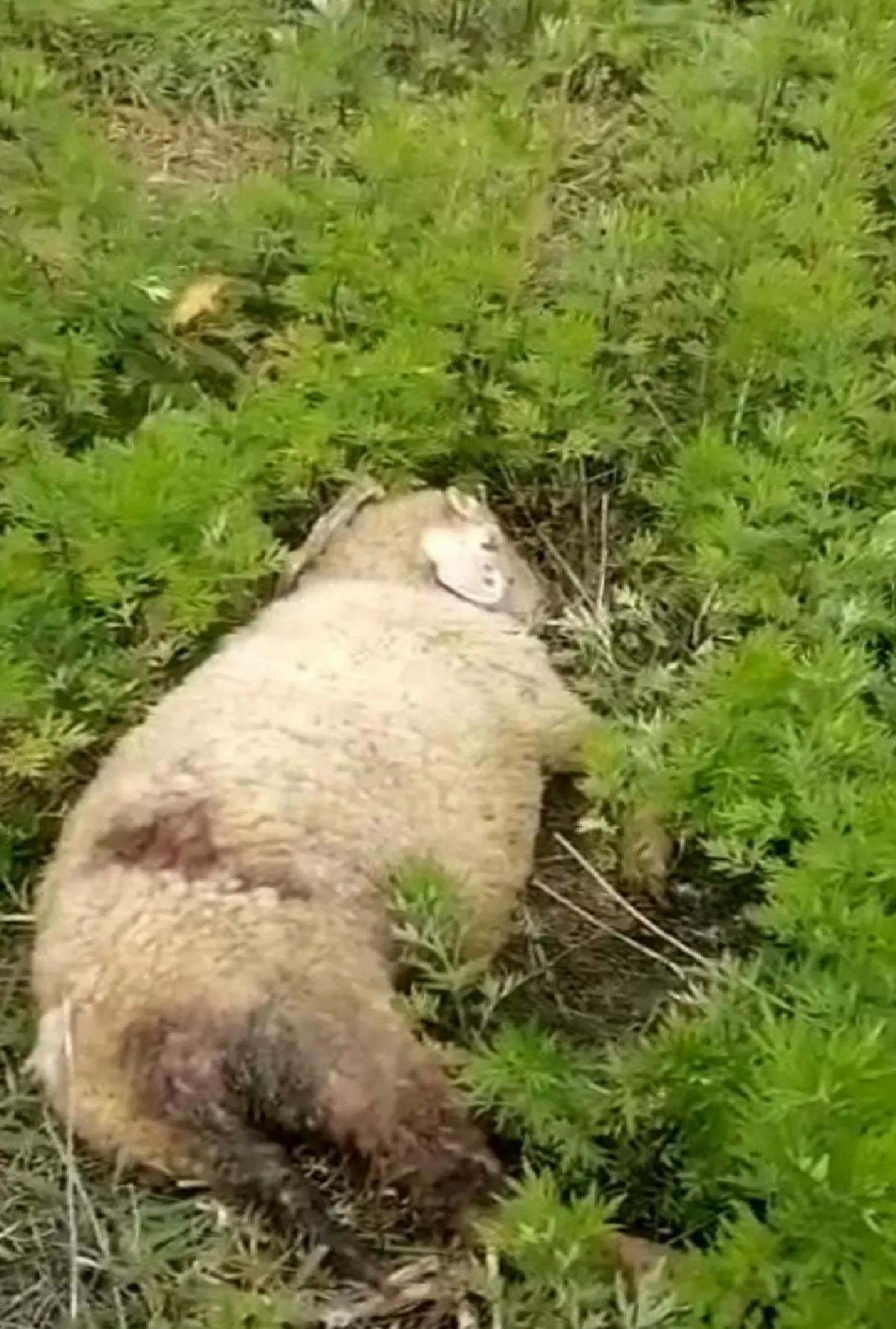 Köpek Saldırısı: İki Hayvan Telef Oldu