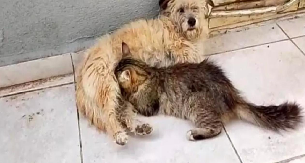 Köpek Tarçın, Yavru Kediyi Emziriyor