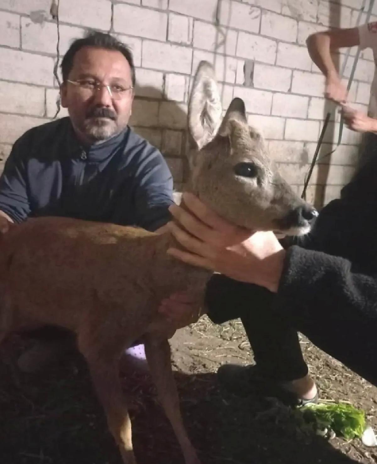 Köpeklerin Saldırdığı Yaralı Karaca Kurtarıldı