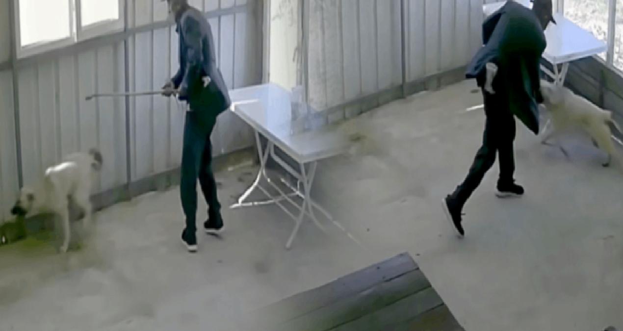 Köy kahvesinde bakılan köpeği bastonuyla dövdü