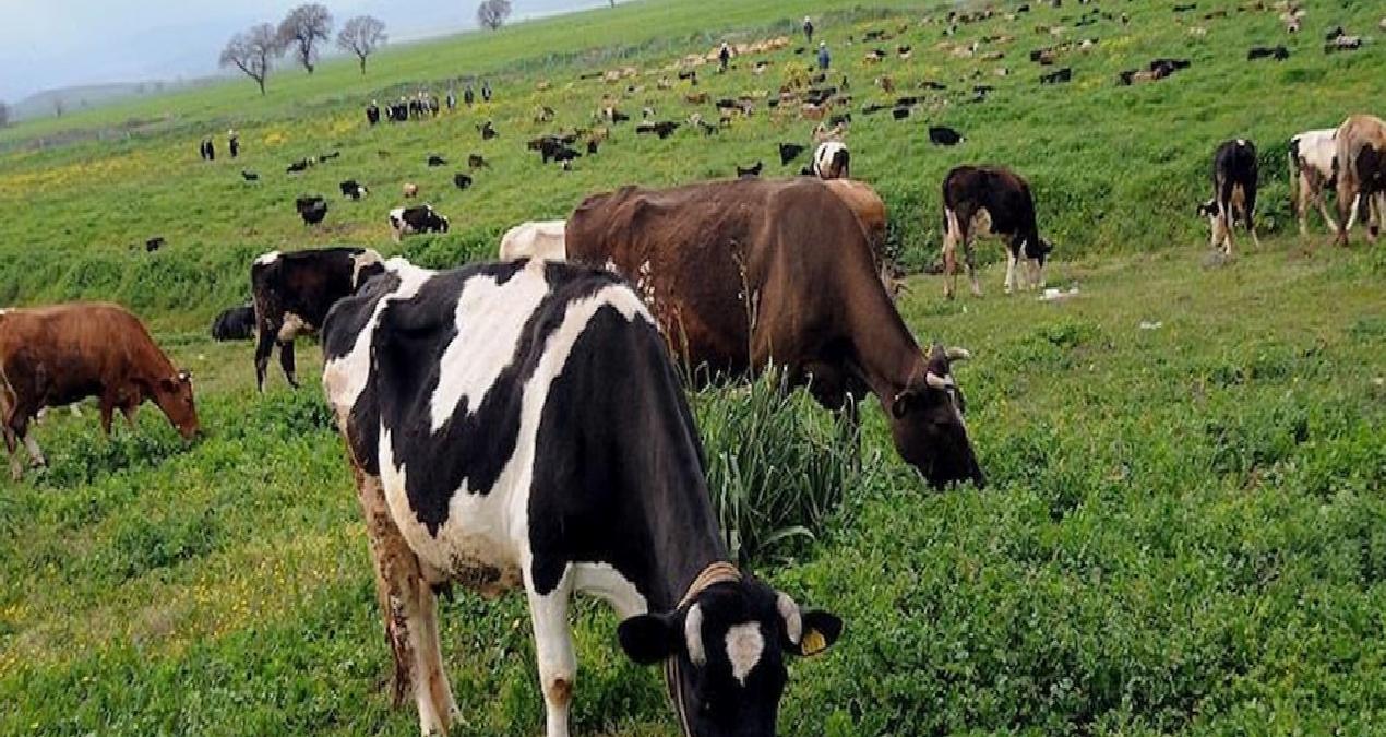 Köylünün merası yatırıma açılıyor: Yeni yönetmelikle neler değişecek?