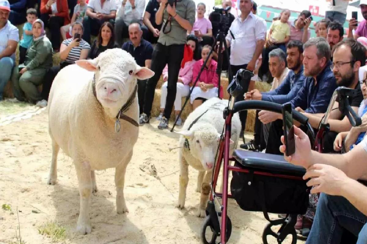 Koyun Yetiştirme Festivali Kayseri’de Düzenlendi