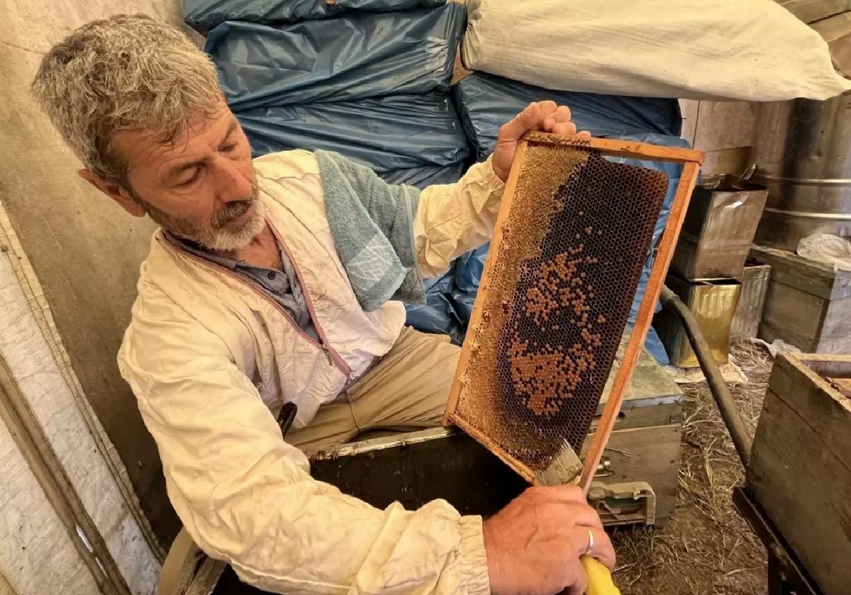 Kumluca’da Narenciye Balı Hasadı Başladı