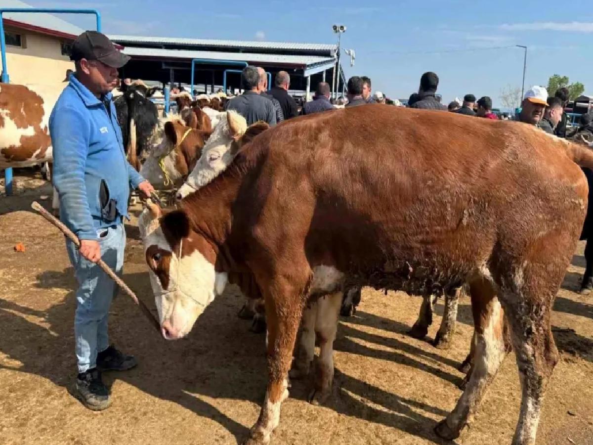 Kurban Bayramı İçin Hayvan Pazarında Hareketlilik