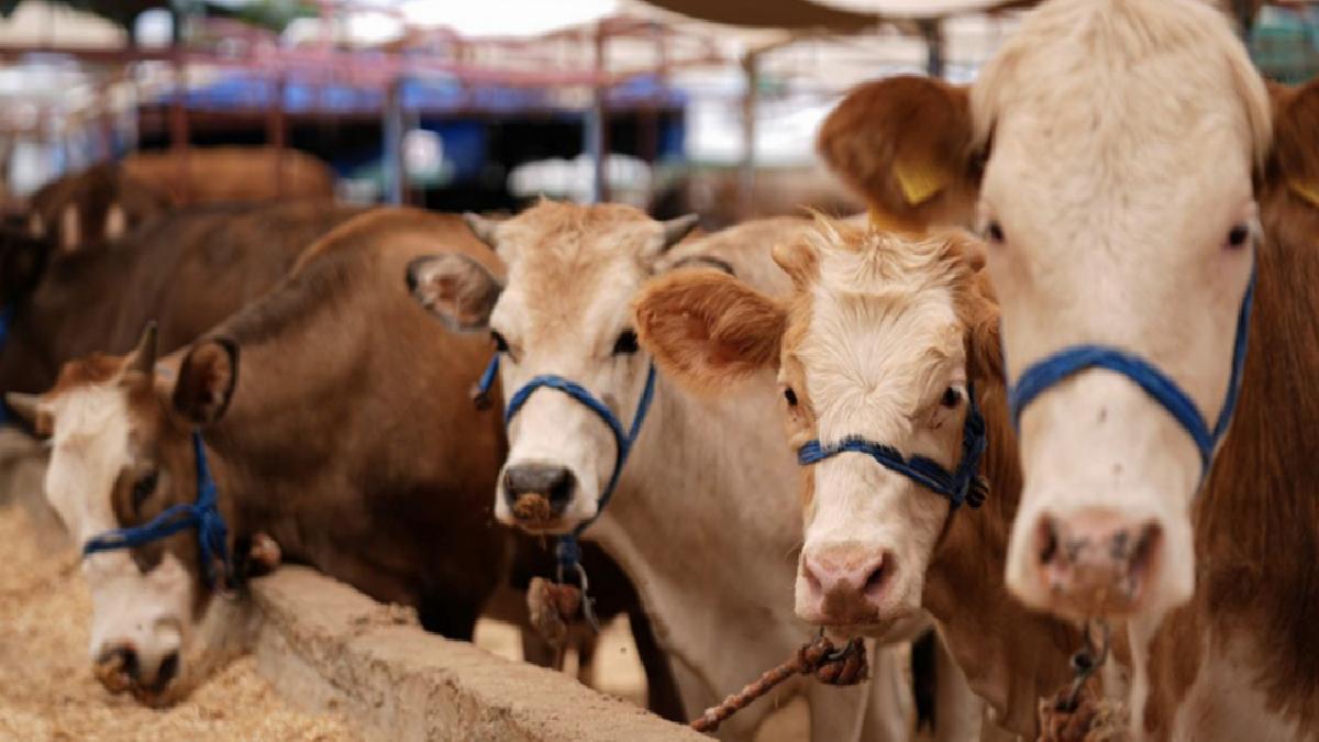 Kurban Bayramı öncesi hastalık ve kesimlere ilişkin tedbirler alındı