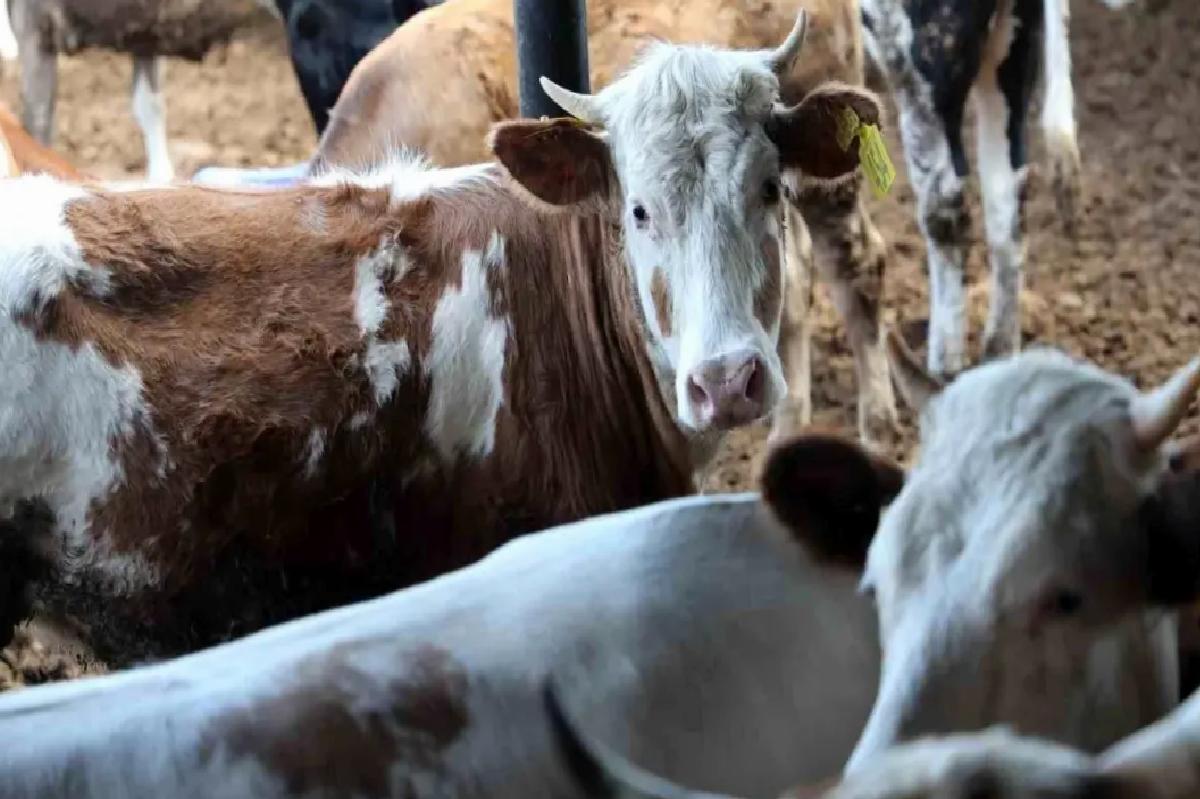 Kurban Bayramı’nda Büyükbaş Hayvana Talep Artıyor