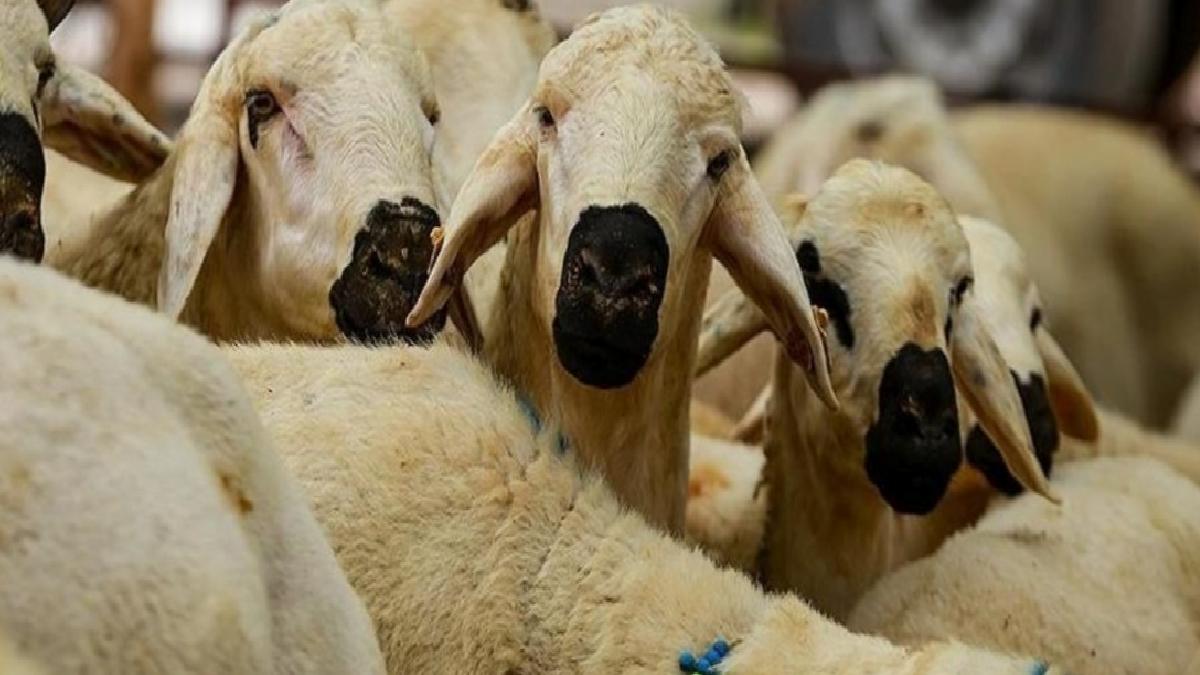 Kurban Hizmetlerinin Uygulanmasına Dair Tebliğ, Resmi Gazete’de