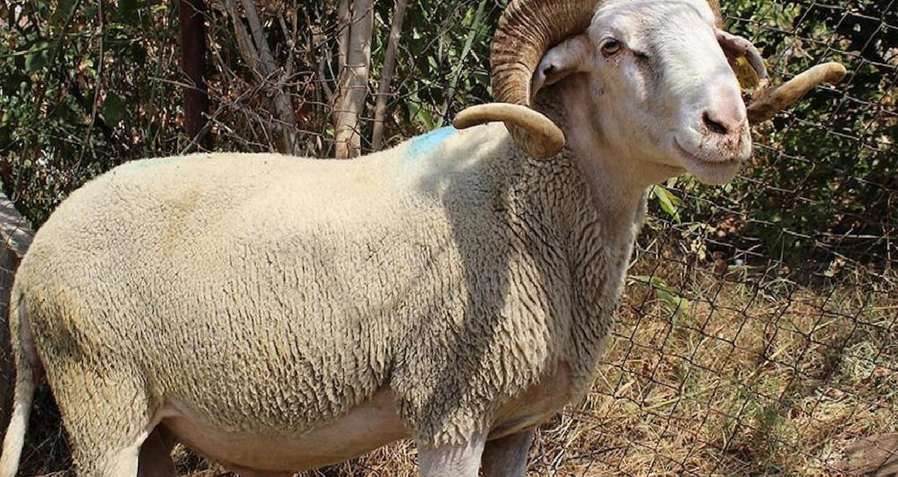 Kurbanlık aldığı koçla arkadaş gibi oldu