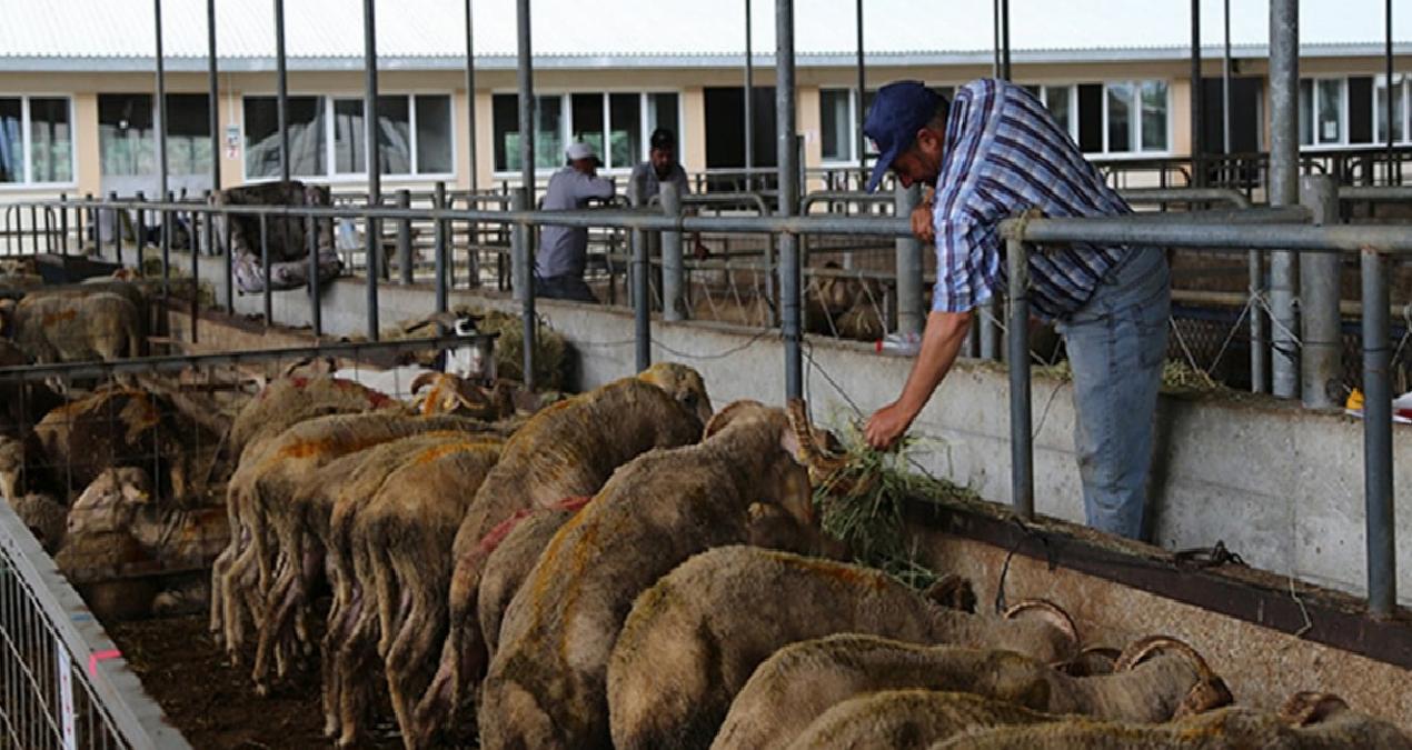 Kurbanlık fiyatı 7 yılda yüzde 1417 arttı