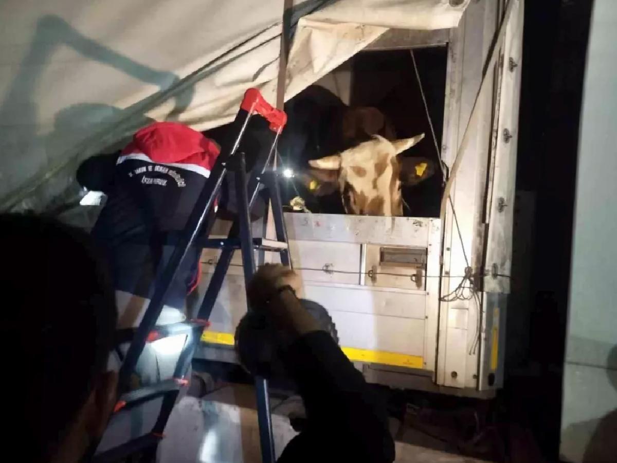 Kurbanlık Hayvan Sevkiyatı Başladı