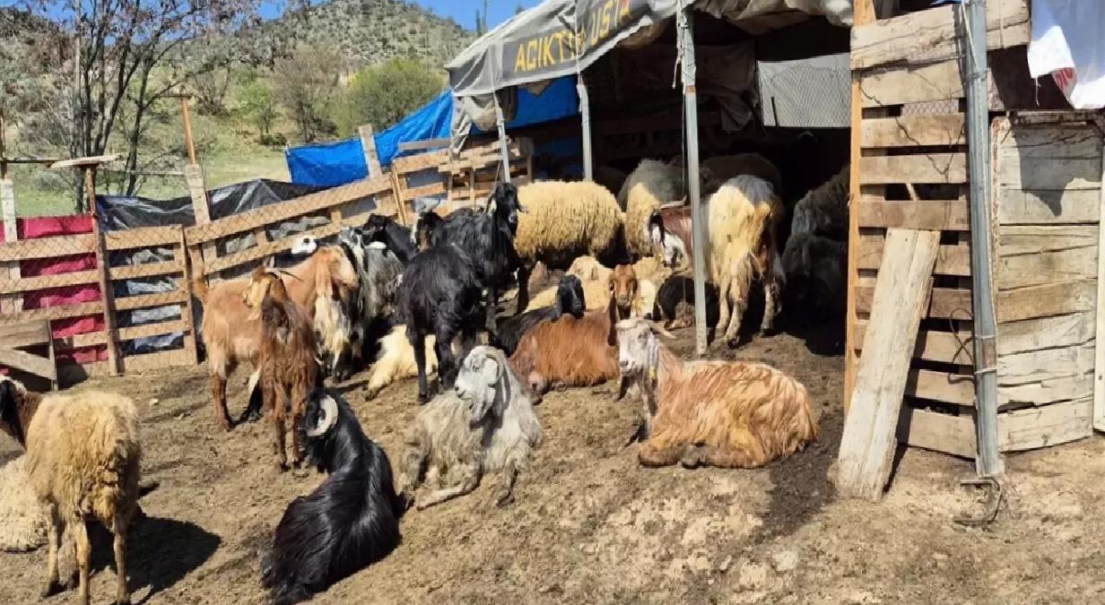 Kurt Saldırısı: 25 Küçükbaş Telef Oldu