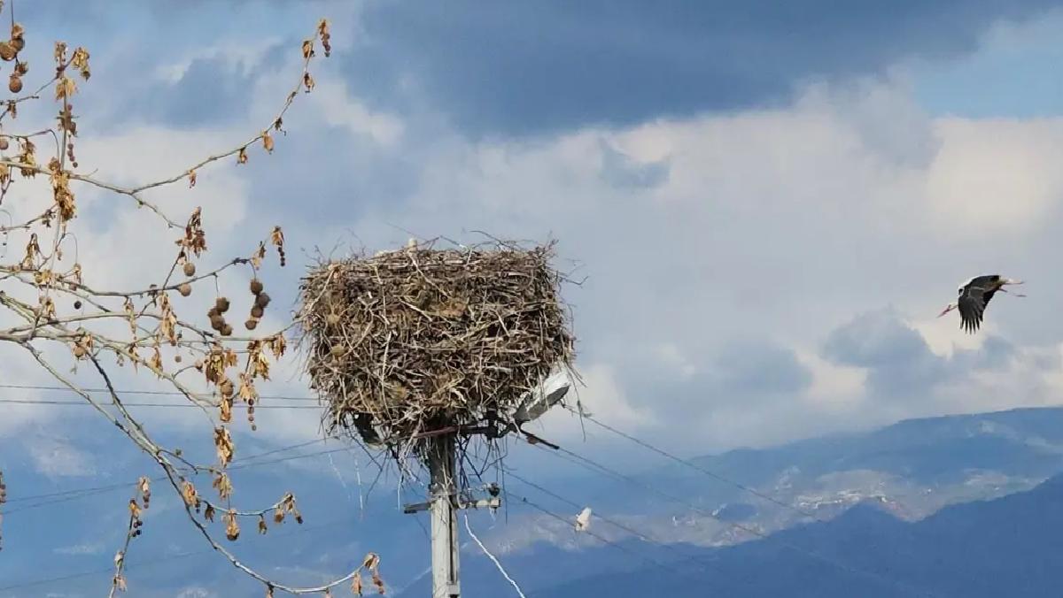 Leylekler Saygılı Köyü’nde Döndü