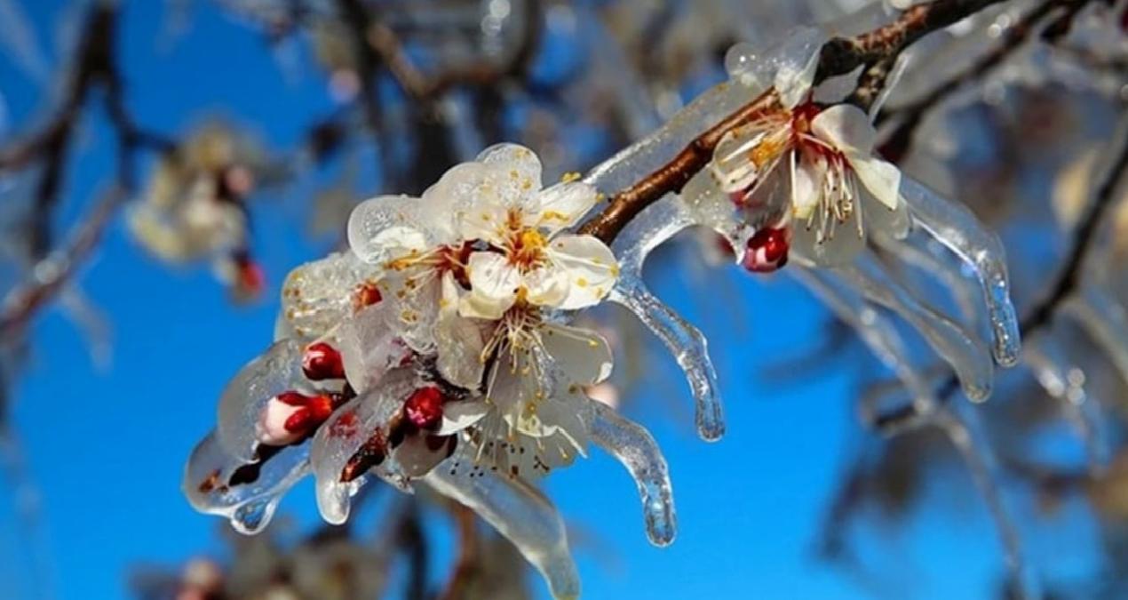 Malatya için zirai don raporu oluşturuldu