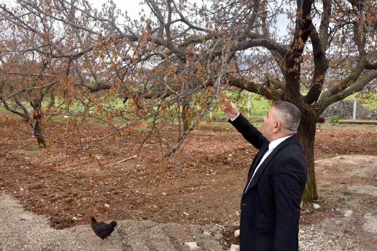 Malatya’da Zirai Don Tehlikesi