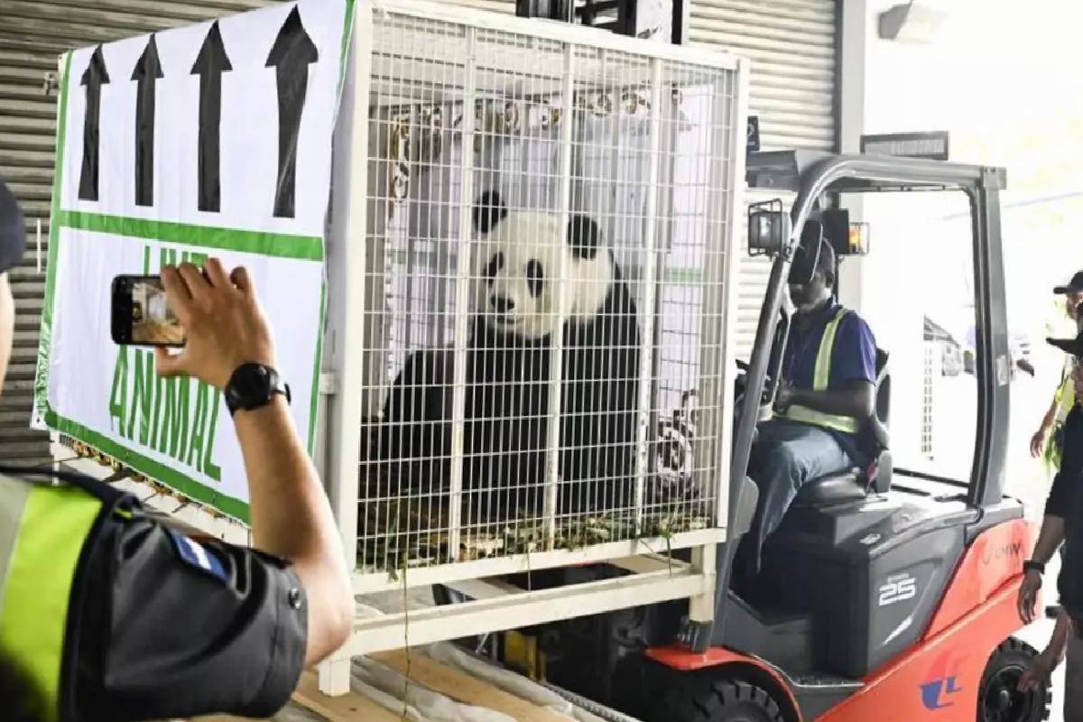 Malezyalılar Panda Çiftine Veda Etti