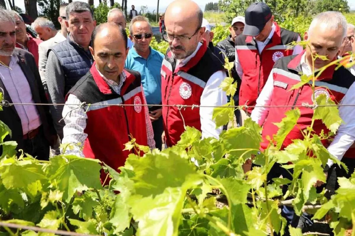Manisa’da zirai donun yaraları sarılıyor