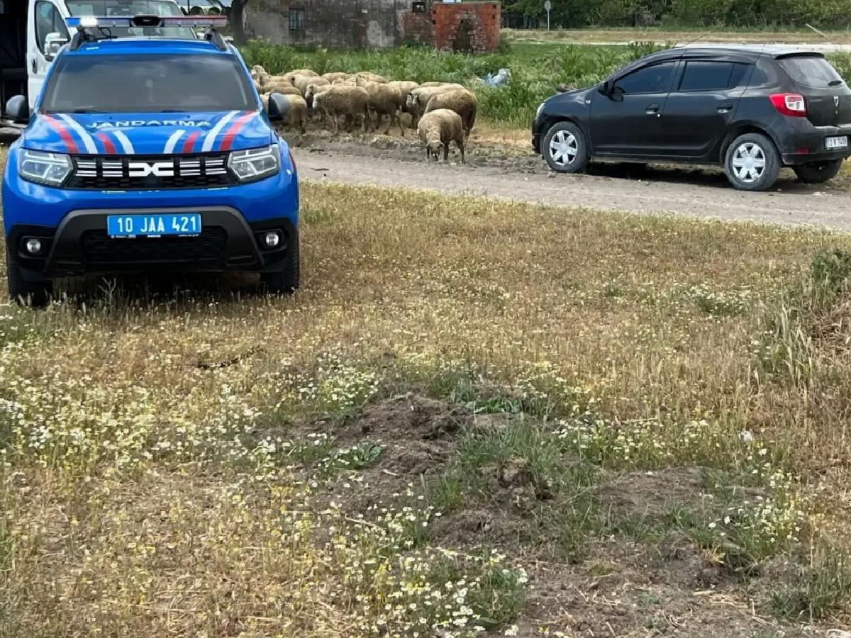 Manyas’ta Ağıldaki Yangın: 30 Koyun, 12 Kuzu Feci Şekilde Can Verdi