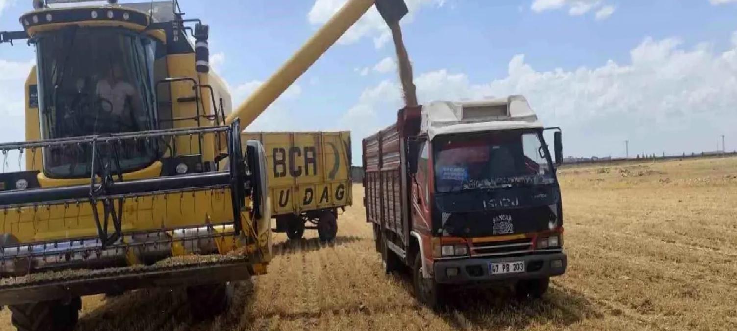 Mardin’de İlk Buğday Hasadı