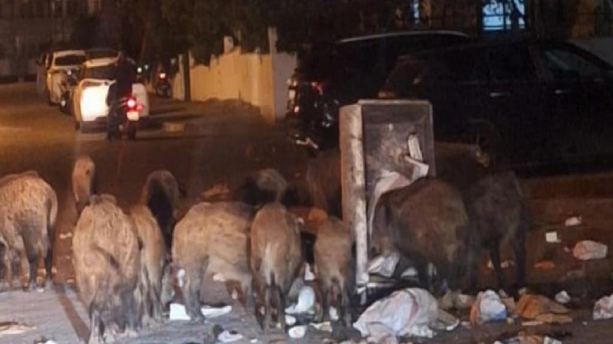 Marmaris’te çöpler toplanmıyor, yaban domuzları sokakları işgal etti